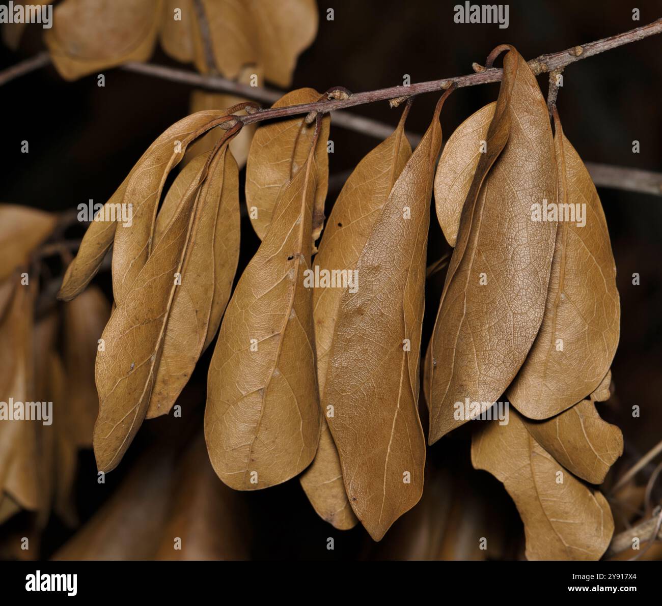 Foglie di quercia morta appese su un fogliame di foglie essiccate con il concetto di caduta del ramoscello. Foto Stock