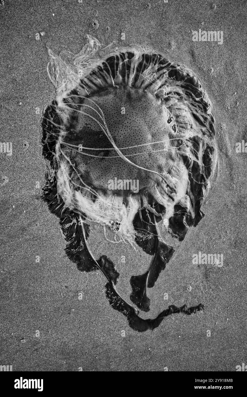 L'arte della natura, una rappresentazione monocromatica di una medusa maculata sprofondata su una spiaggia. La forma e i tentacoli sembrano una forma di vita aliena. Foto Stock