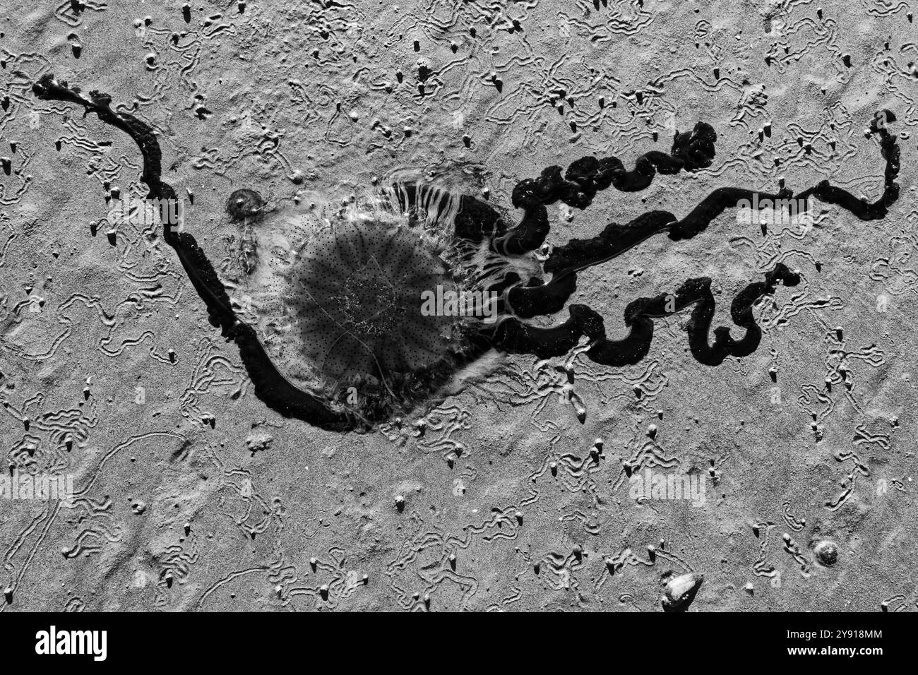 L'arte della natura, una rappresentazione monocromatica di una medusa maculata sprofondata su una spiaggia. La forma e i tentacoli sembrano una forma di vita aliena. Foto Stock