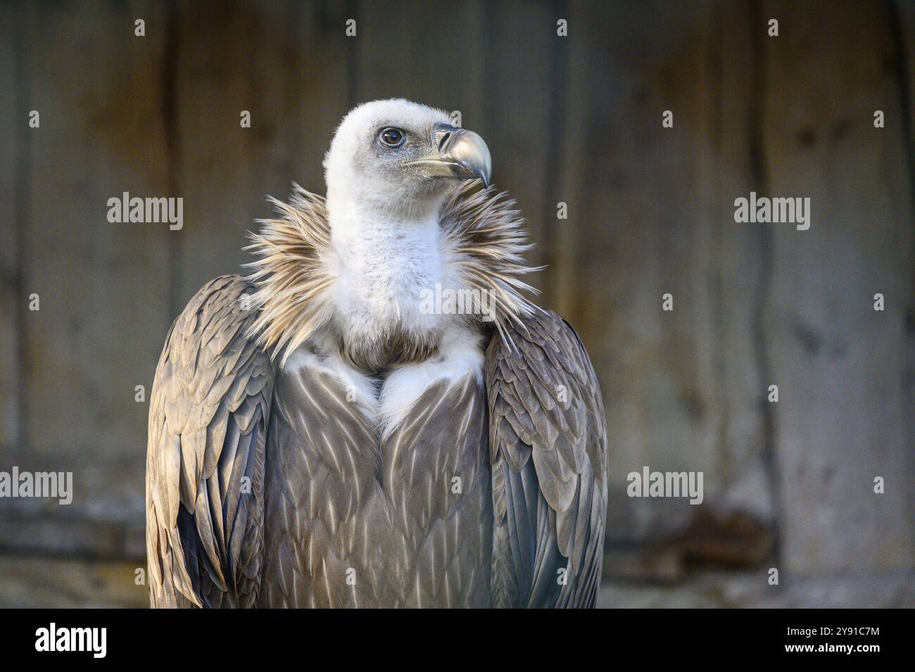 Un avvoltoio maestoso siede con uno sguardo attento, le sue piume in sfumature di marrone che brillano nella luce soffusa Foto Stock