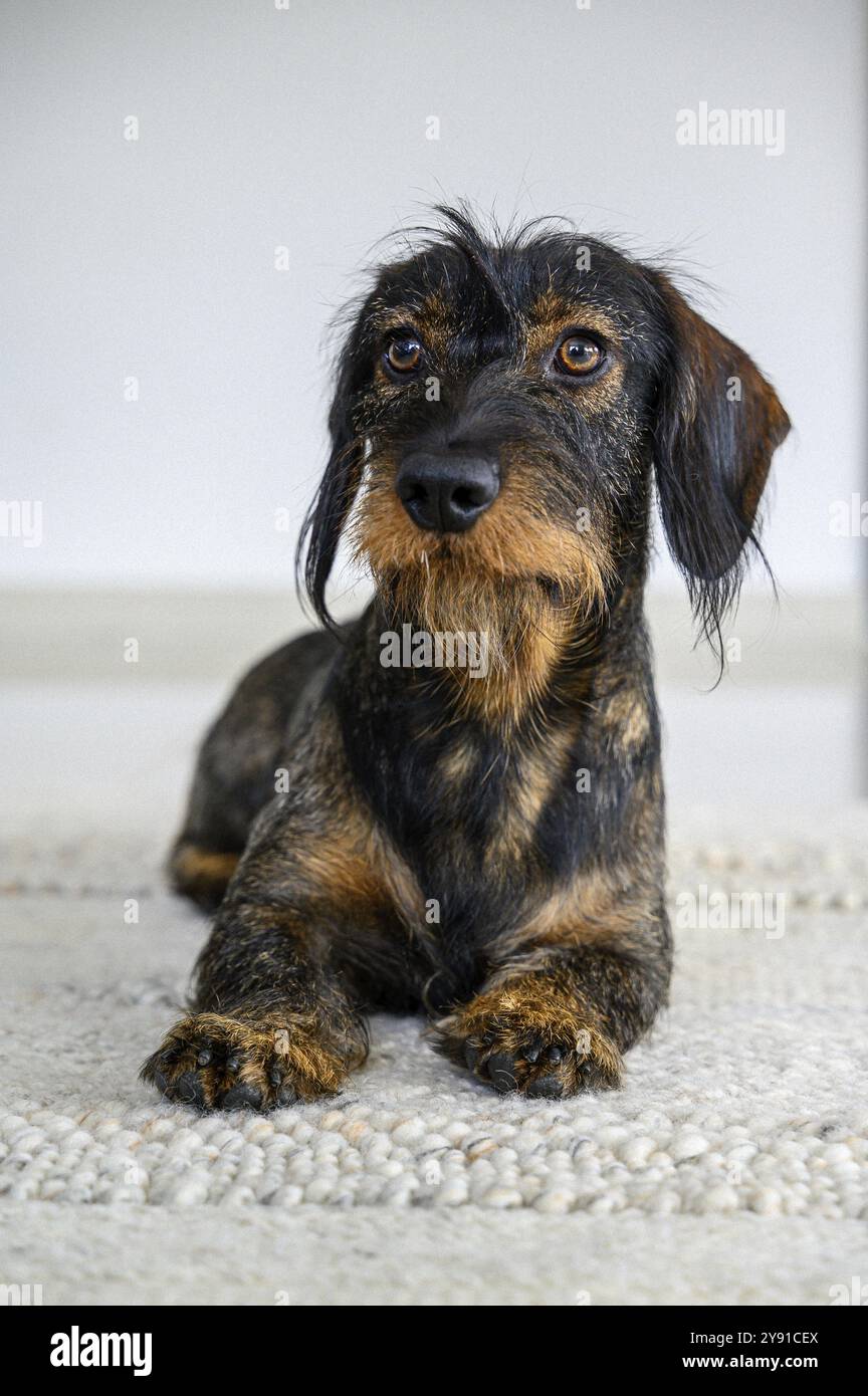 Dachshund dai capelli ruvidi, maschio, di 3 anni, sdraiato su un tappeto e rivolto verso l'alto con attenzione. Il cappotto nero e marrone sembra vellutato, Stoccarda, Baden-Wuertte Foto Stock