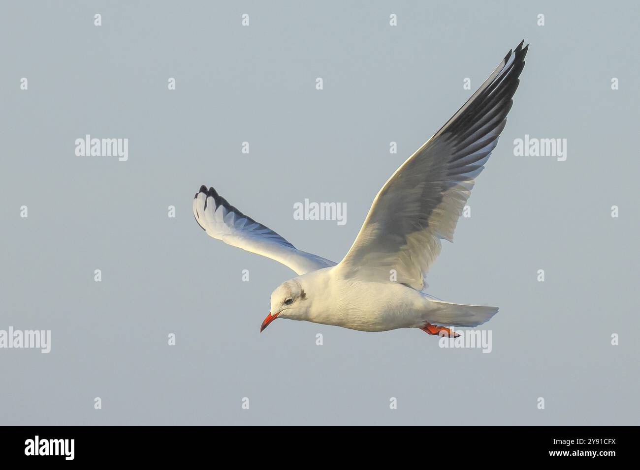 Testa nera gabbiano testa nera (Larus ridibundus), in volo, piumaggio invernale, luce mattutina, fauna selvatica, uccelli acquatici, costa del Mar Baltico, isola di Fehmarn, a. Foto Stock