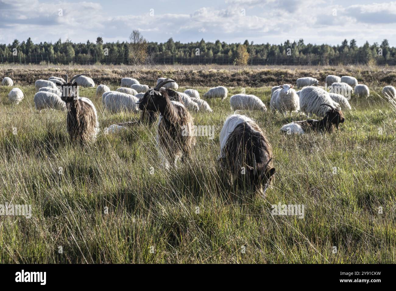 Heidschnucken (Ovis gmelini) e capre Walliser (Capra aegagrus hircus) con corna bianca nella brughiera, Emsland, bassa Sassonia, Germania, Europa Foto Stock