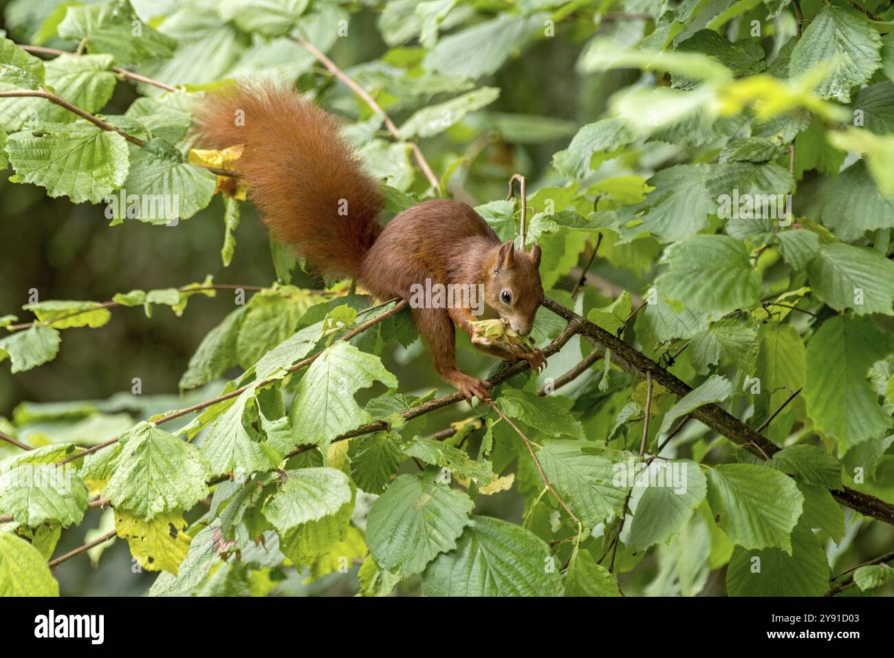Scoiattolo eurasiatico (Sciurus vulgaris) che mangia una nocciola, nocciola (Corylus avellana), su un ramo in cespuglio di nocciole, nocciole, Nidda, Wetterau, Assia, germe Foto Stock