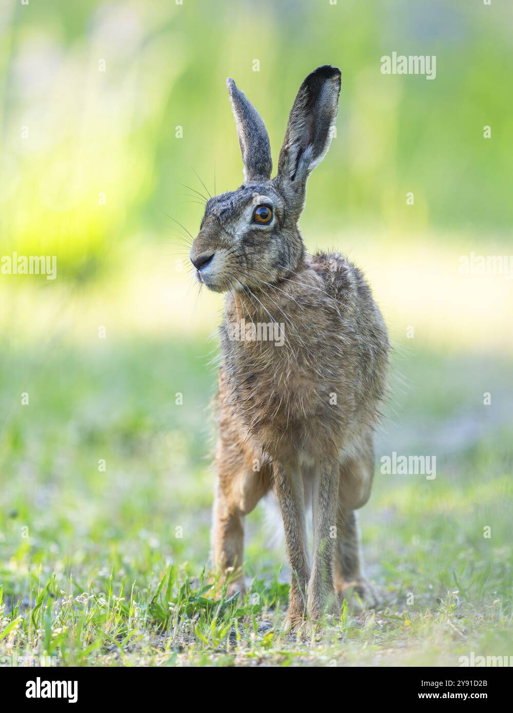 Lepre europea (Lepus europaeus) in piedi su una pista sterrata e guardando con attenzione la fauna selvatica, la Turingia, la Germania, l'Europa Foto Stock