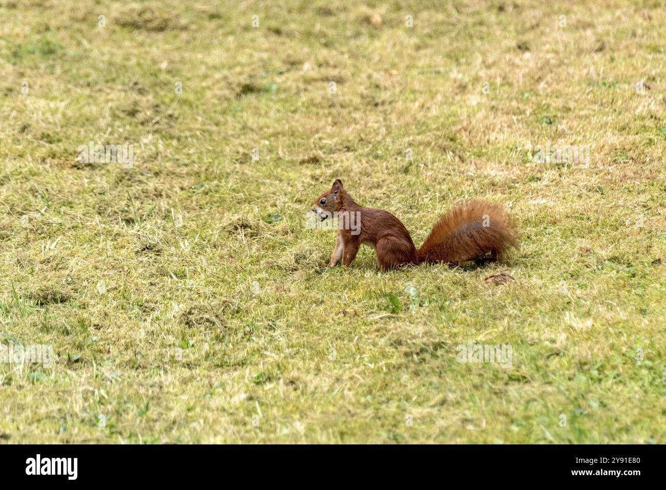 Scoiattolo eurasiatico (Sciurus vulgaris) che nasconde nocciole, nocciole (Corylus avellana) nei prati, Nidda, Wetterau, Assia, Germania, Europa Foto Stock
