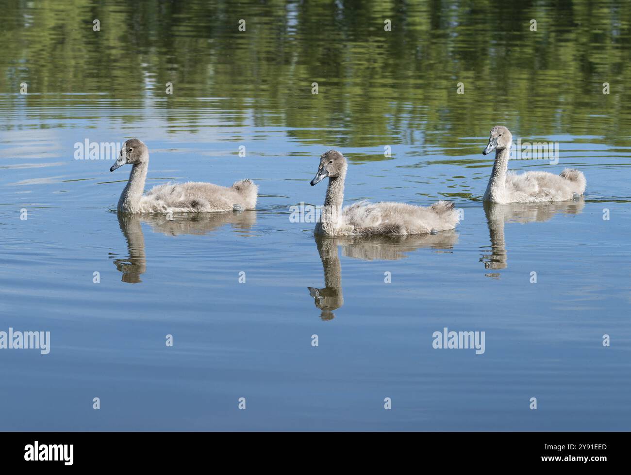 Cigno muto (Cygnus olor), giovani uccelli che nuotano su uno stagno, Turingia, Germania, Europa Foto Stock