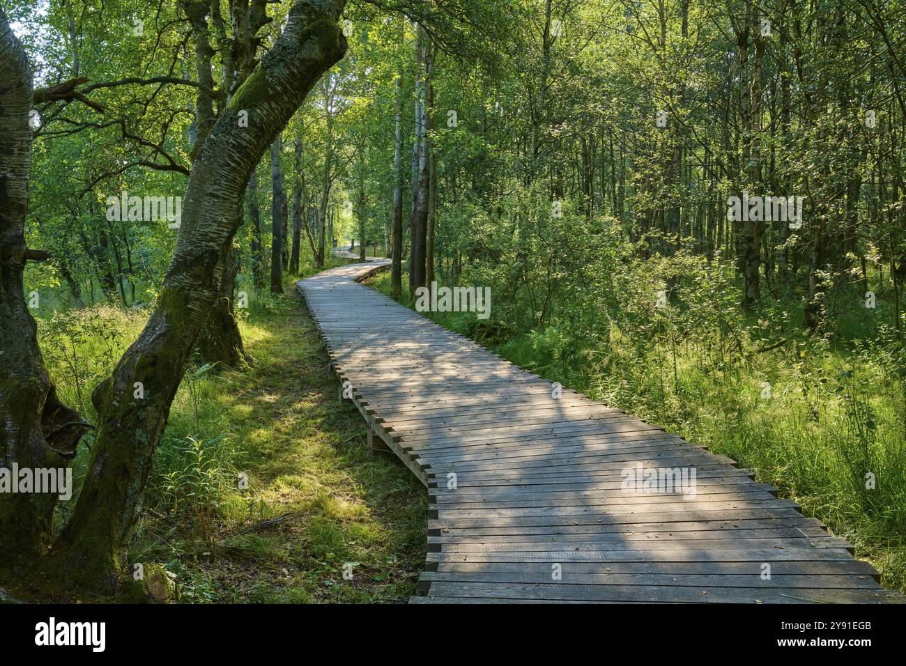 Uno stretto sentiero in legno conduce attraverso una foresta verde e soleggiata, Schwarzes Moor, Fladungen, Rhoen, Baviera, Germania, Europa Foto Stock