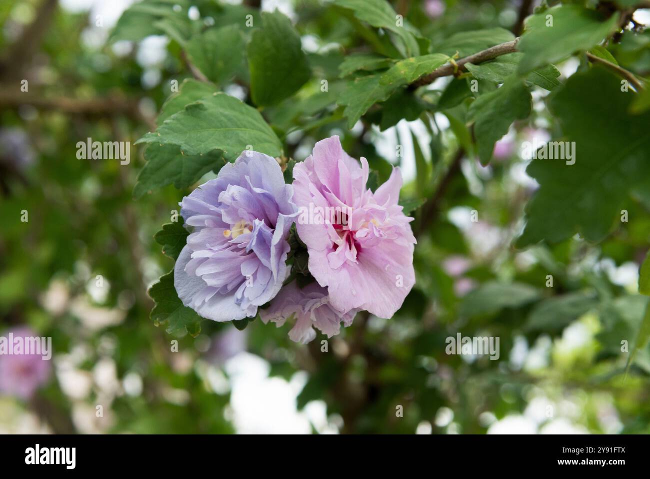 Ibisco con due fiori di colore diverso dalla stessa pianta Foto Stock
