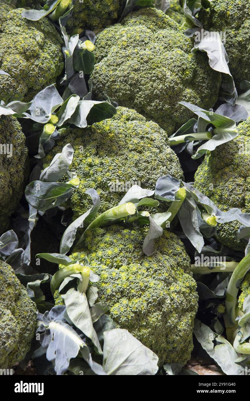 Mercato ortofrutticolo, market hall, broccoli o broccoli (Brassica oleracea), centro storico, Port Louis, Oceano Indiano, isola, Mauritius, Africa Foto Stock