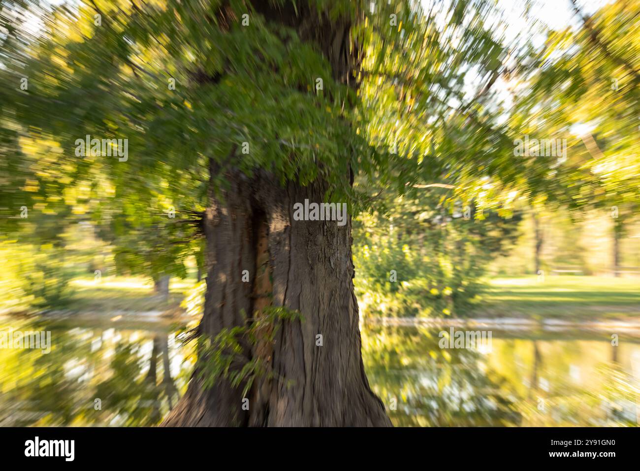Movimento intenzionale della videocamera degli alberi utilizzando lo zoom avanti per creare il movimento. Foto Stock