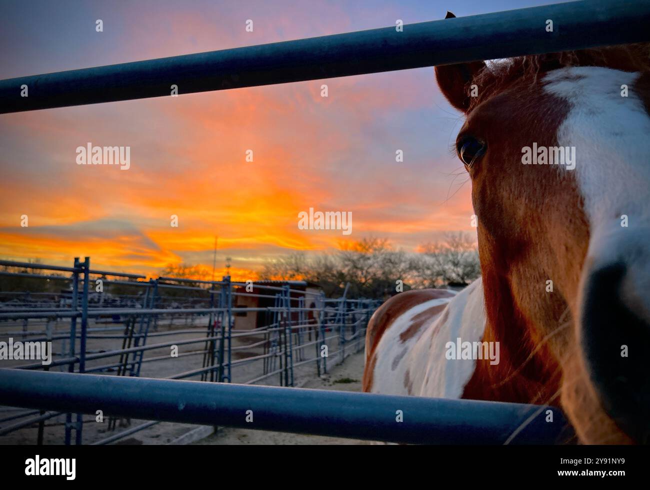 Un cavallo accoglie i passanti al tramonto, Tucson, Arizona, Stati Uniti. - Immagine stock catturata con smartphone