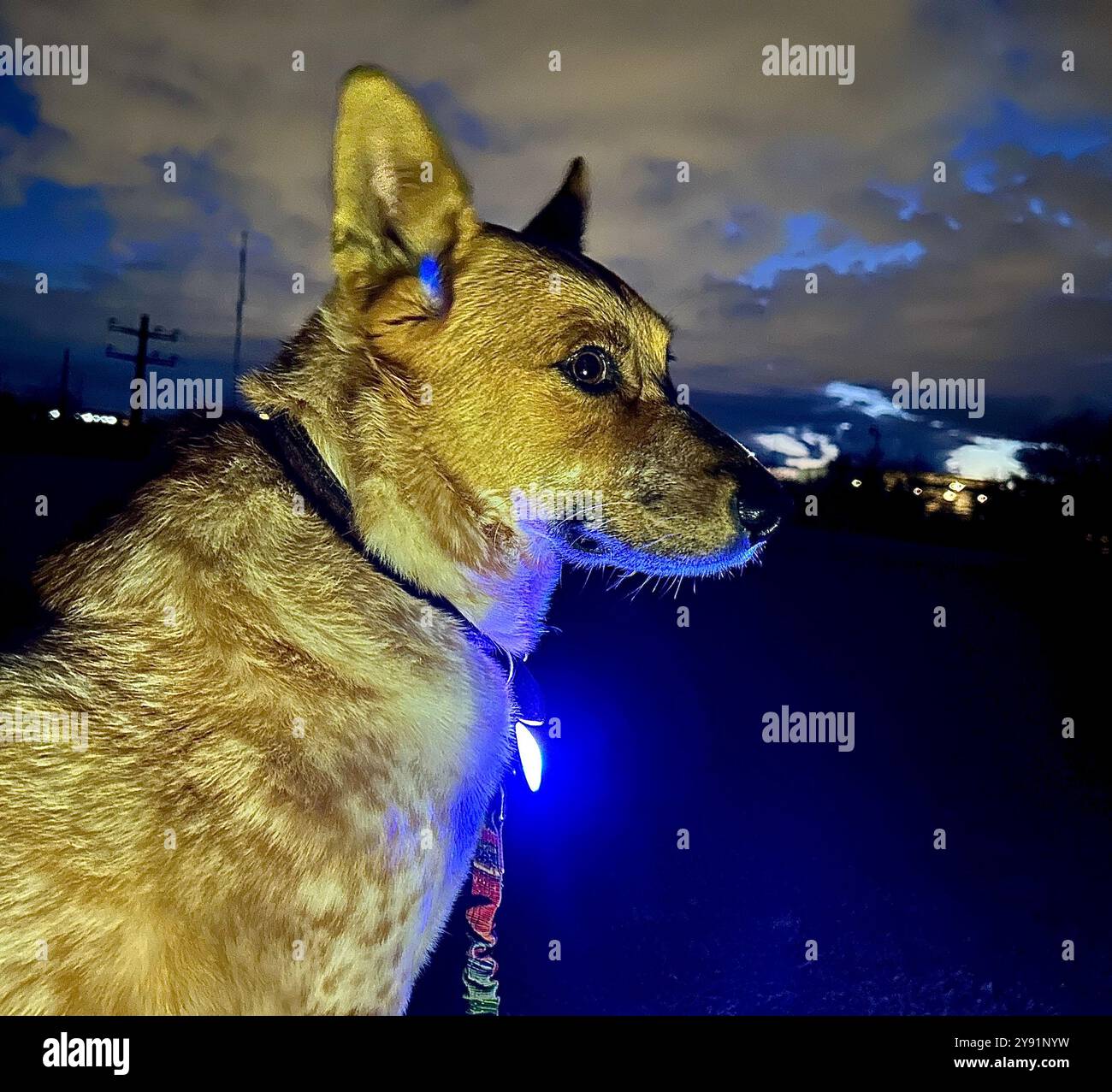 Un cane indossa un collare illuminato di notte per motivi di sicurezza. - Immagine stock catturata con smartphone
