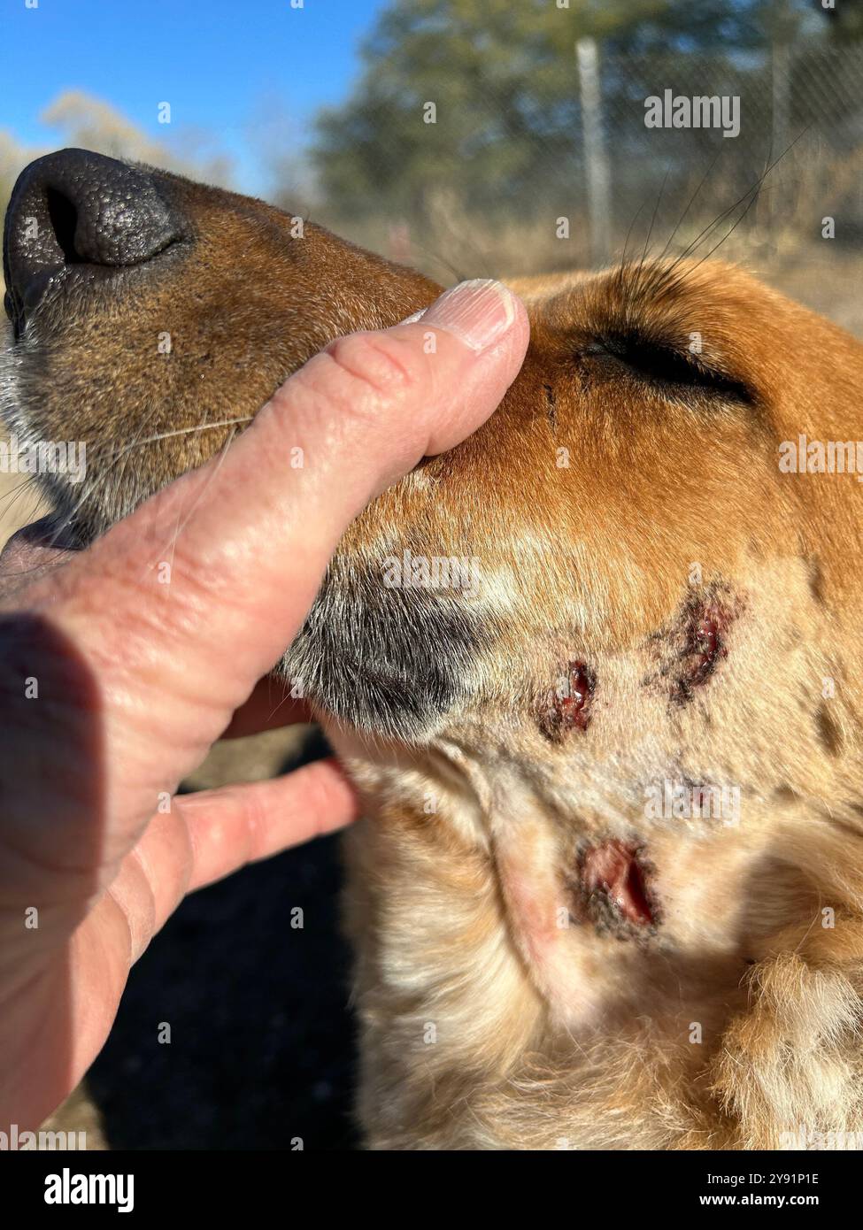 Tagli sul viso e sul collo di un cane da un coatimundi, Tucson, Arizona, USA. Foto Stock