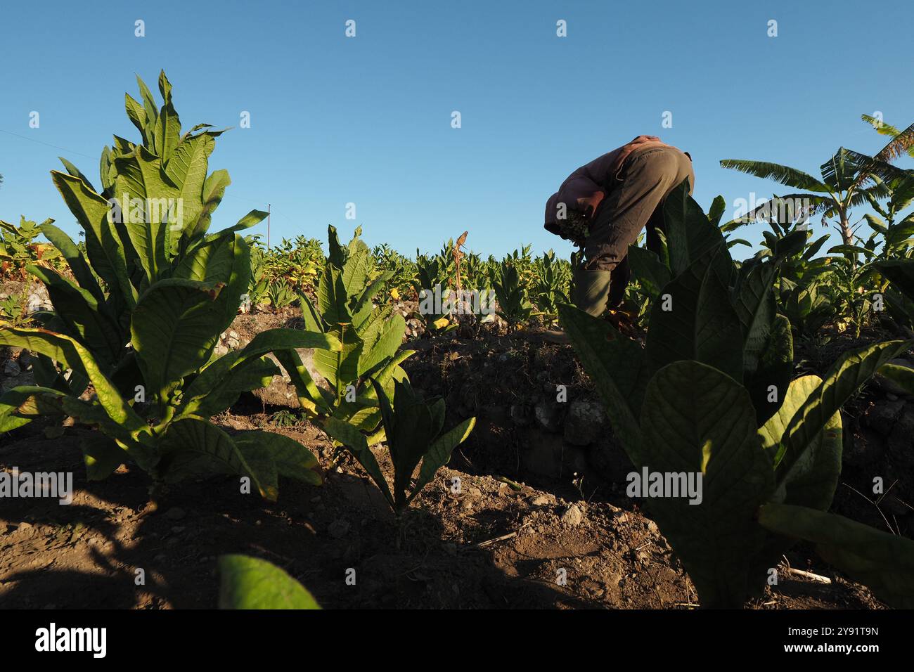 Fattoria Tobaco a Tlilir tumenggung Foto Stock