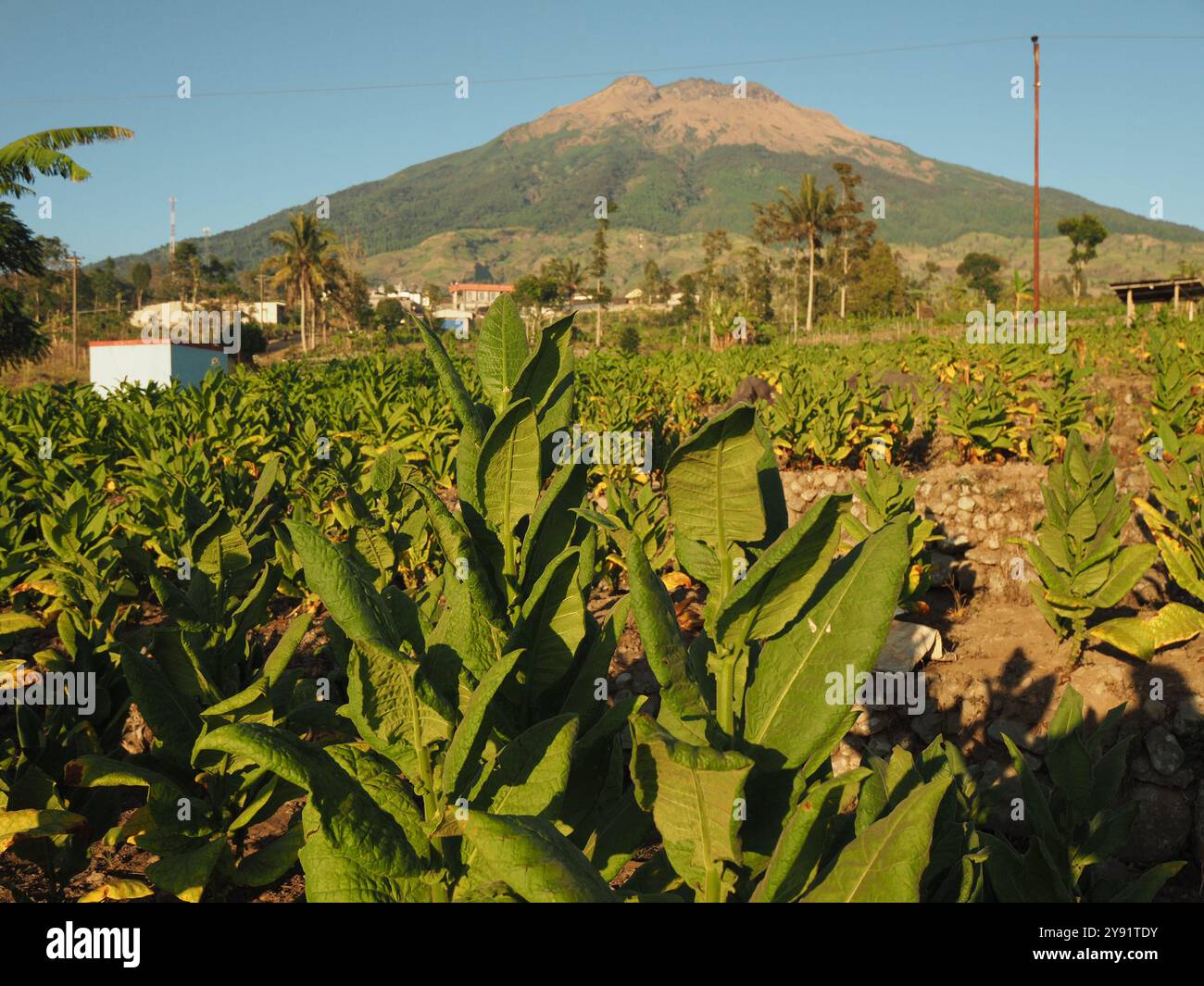 Fattoria Tobaco a Tlilir tumenggung Foto Stock