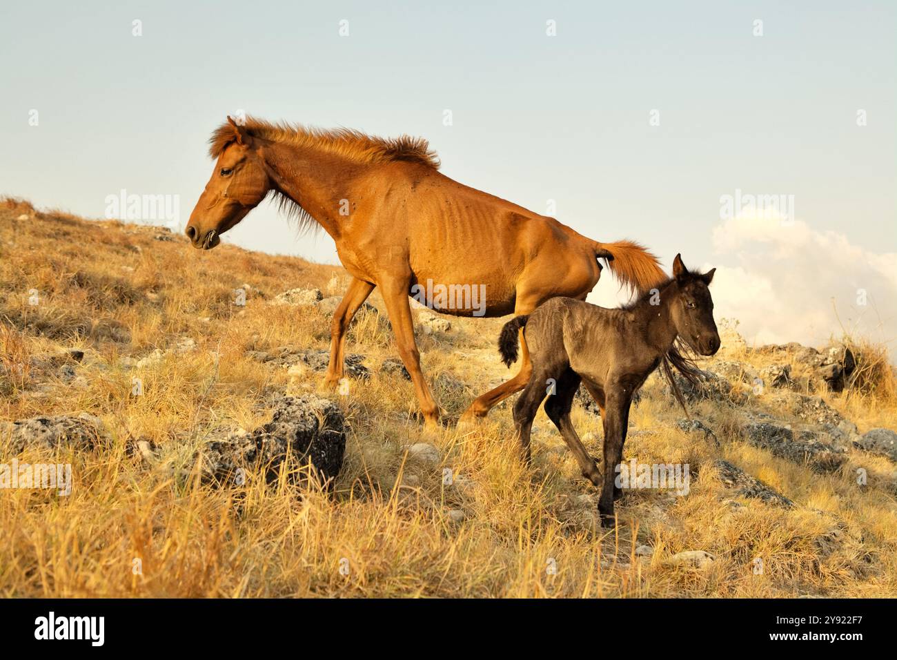 Pony con carenza nutrizionale che pascolano su praterie secche durante la stagione secca a East Sumba, East Nusa Tenggara, Indonesia. Foto Stock