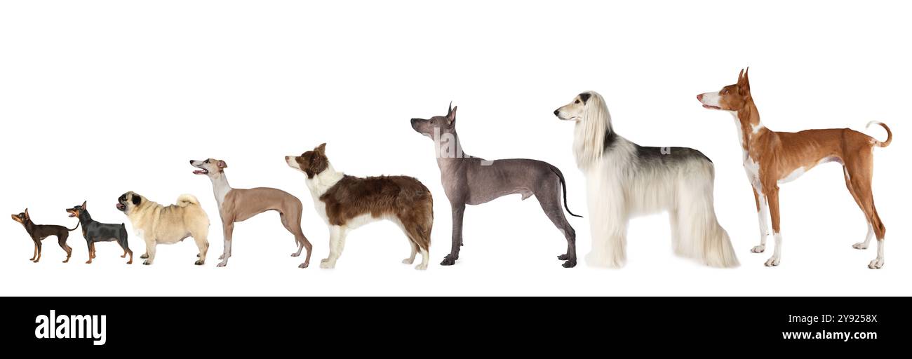 Un grande gruppo di cani di razze diverse e di varie dimensioni si erge su uno sfondo bianco Foto Stock