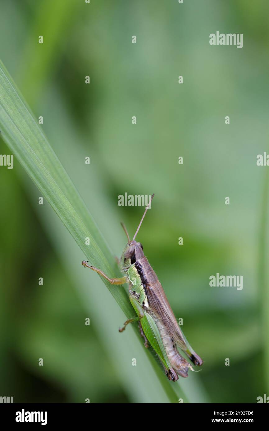 Piccolo insetto verde della cavalletta che poggia su una foglia Foto Stock