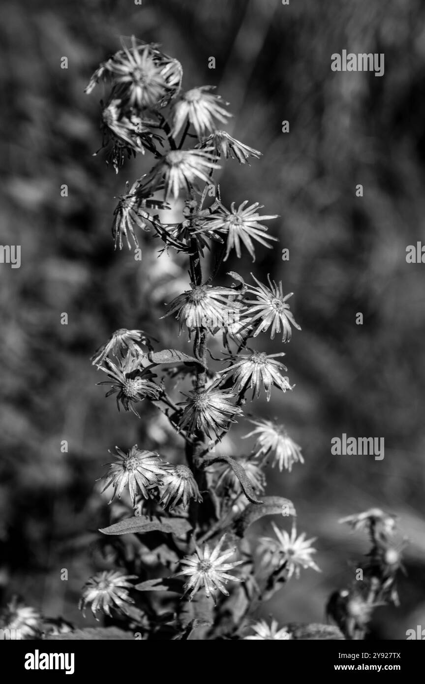 Bellissimo simbolo di come la vita e la natura sono correlate in un ancora la vita della natura selvaggia Foto Stock