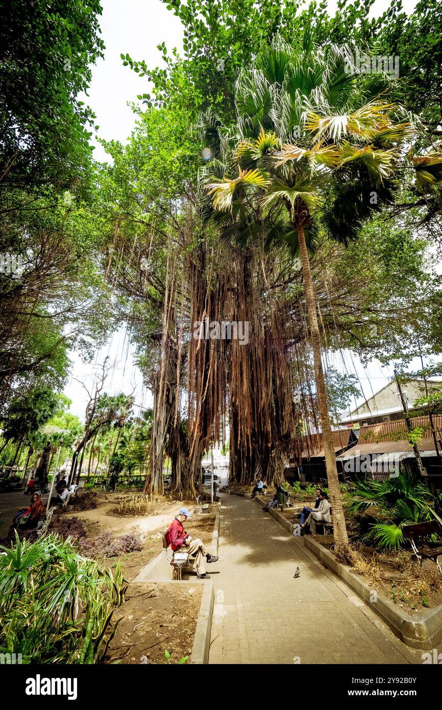 Splendida vista delle radici aeree appese a un gigantesco albero banyan nel parco pubblico Les Jardins De la compagnie nel centro di Port Louis, Mauritius Foto Stock