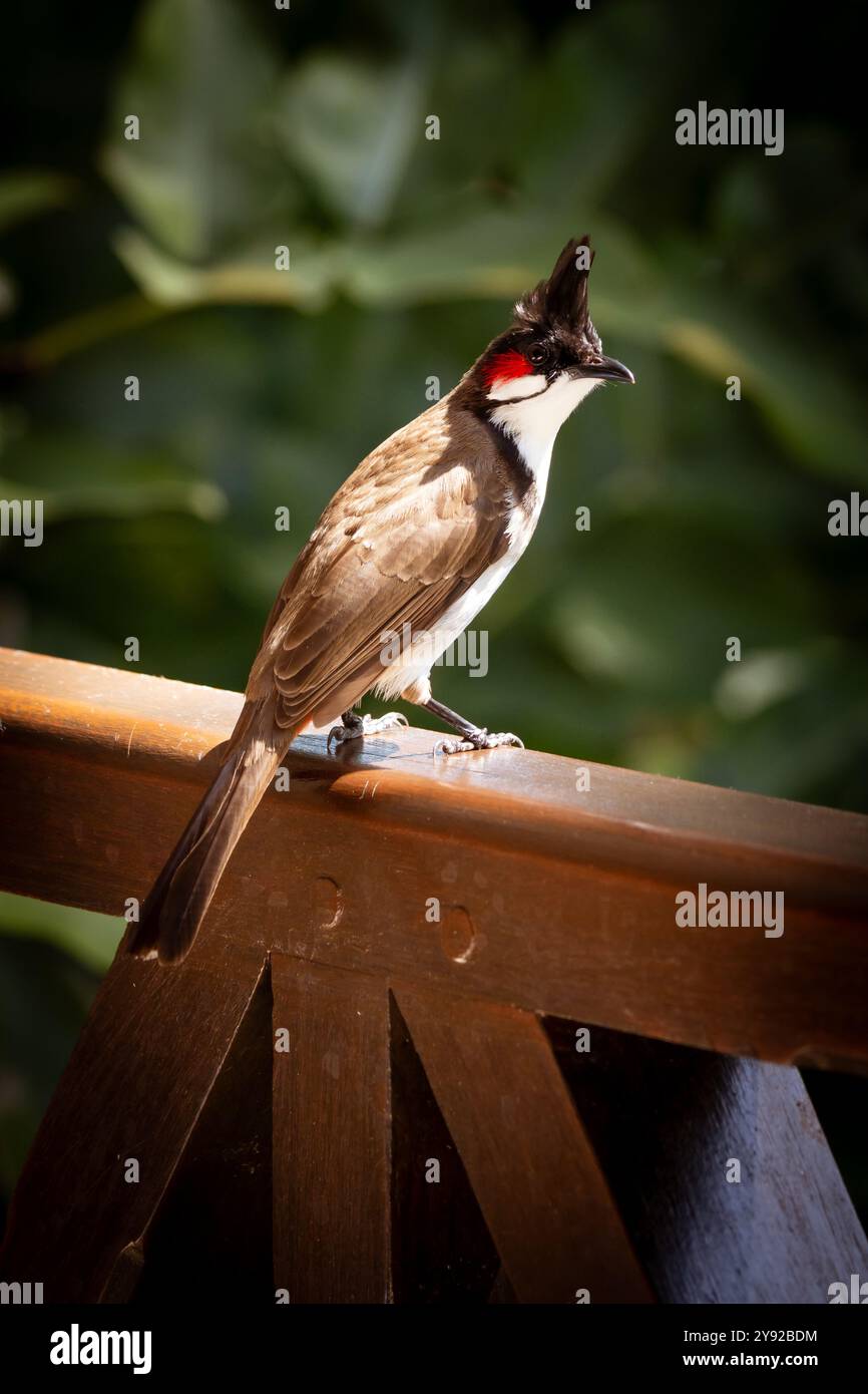 Vista ravvicinata di un bel bulbul di whisky rosso arroccato su una balaustra di legno a Grand Baie, Mauritius Foto Stock