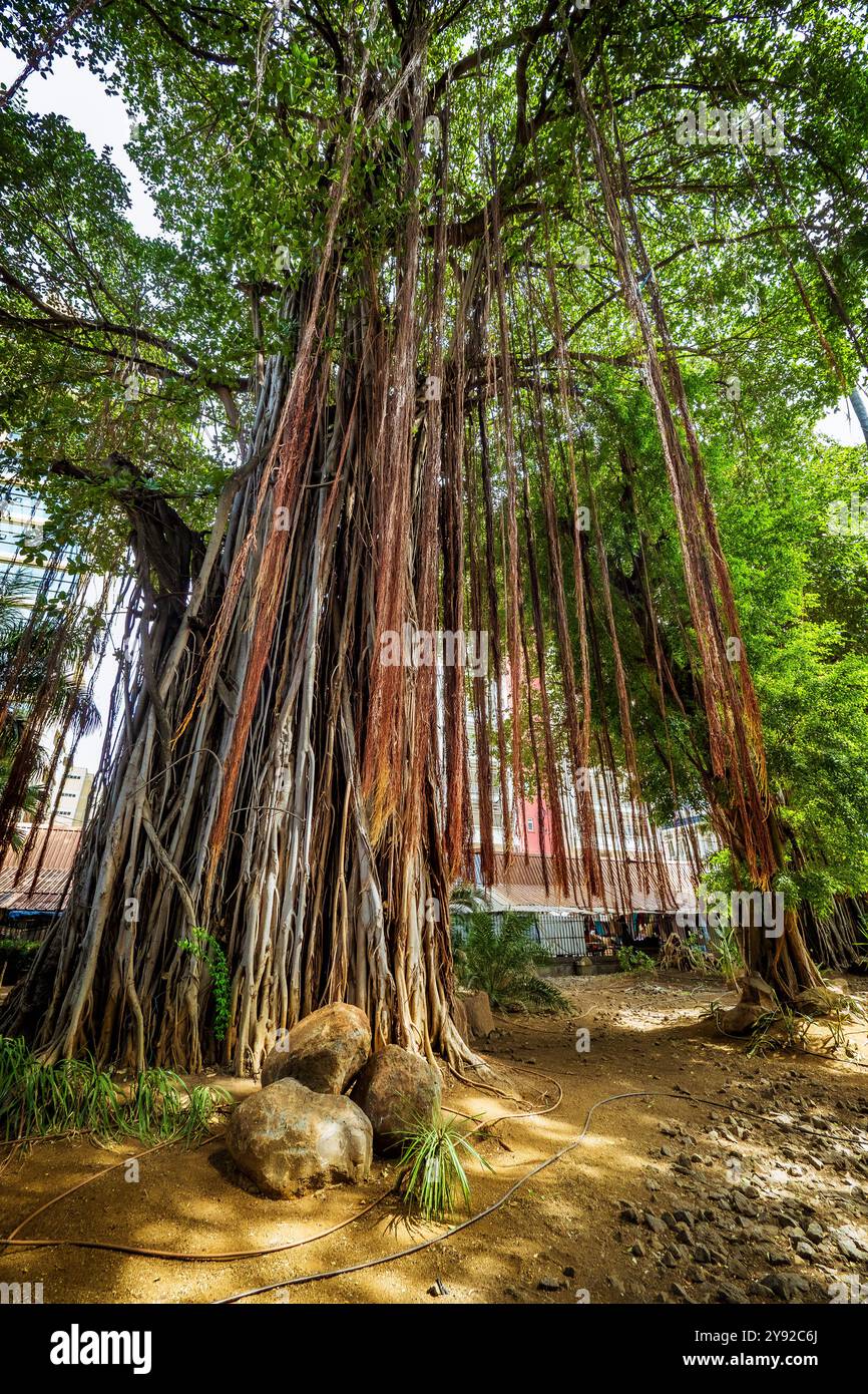 Splendida vista delle radici aeree appese a un gigantesco albero banyan nel parco pubblico Les Jardins De la compagnie nel centro di Port Louis, Mauritius Foto Stock