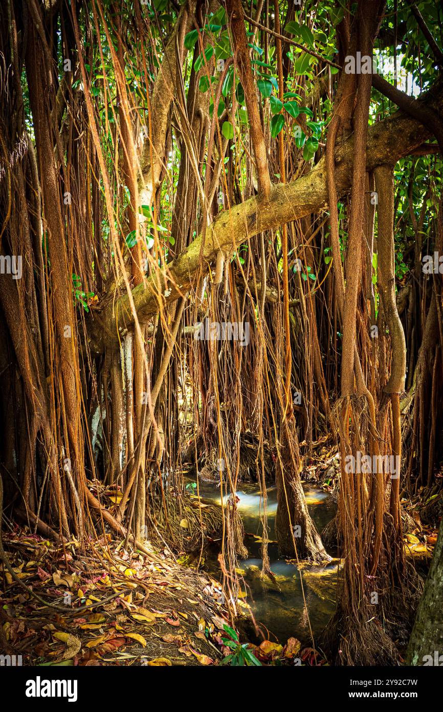 Splendida vista delle radici aeree appese a un albero banyan in un giardino pubblico a Pamplemousses vicino a Port Louis, Mauritius Foto Stock