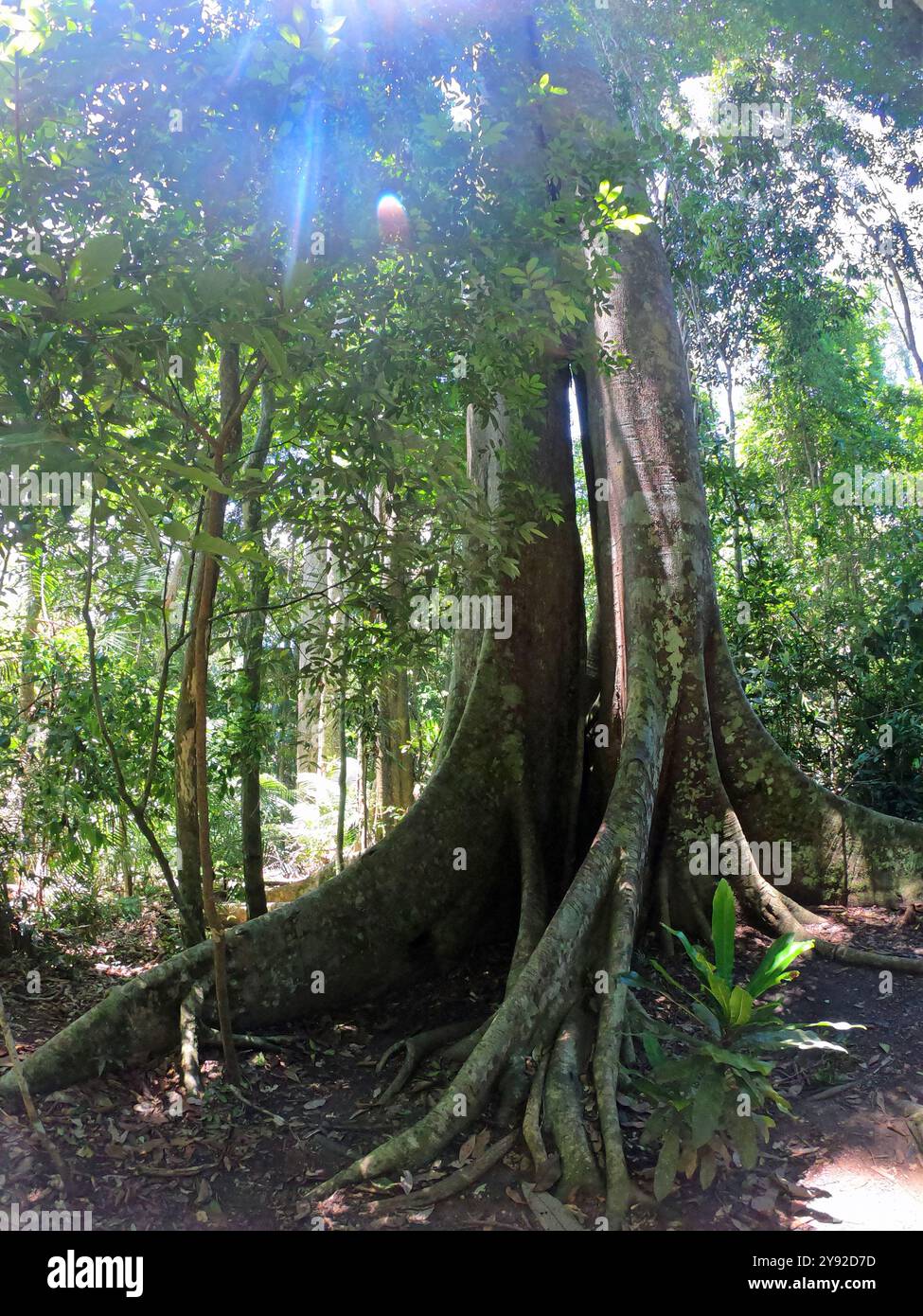 Foresta pluviale densa e impenetrabile nel Parco Nazionale di Khao Yai, Thailandia, con natura selvaggia, fitta foresta pluviale, giungla e alberi. Viaggia nel sud-est asiatico Foto Stock Foresta pluviale densa e impenetrabile nel Parco Nazionale di Khao Yai, Thailandia, con natura selvaggia, fitta foresta pluviale, giungla e alberi. Viaggia nel sud-est asiatico Foto Stock