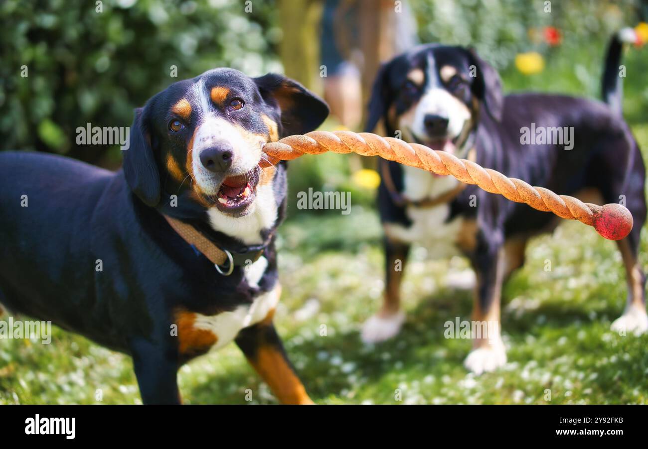 Due cani giocosi impegnati in un gioco di tiro alla fune con un giocattolo in una giornata di sole in giardino. Foto Stock