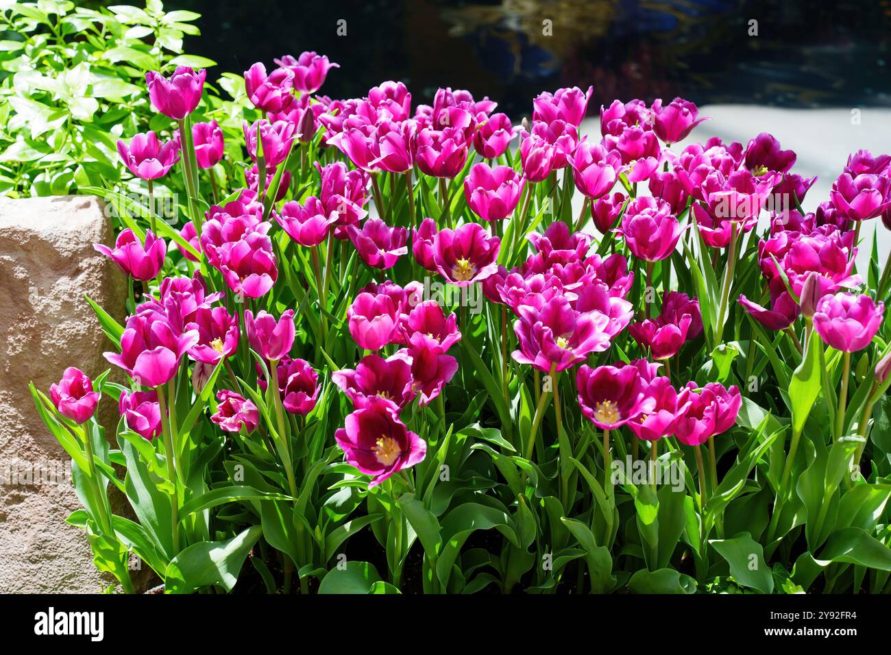 Vibrante gruppo di tulipani rosa che cresce accanto a una roccia e a una vegetazione, mettendo in risalto i fiori primaverili e l'estetica del giardino. Foto Stock