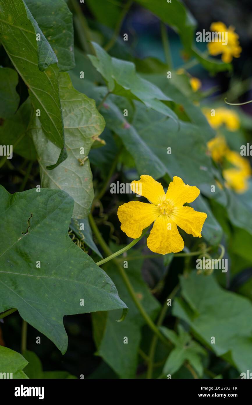 Vite Luffa (Turai) con fiori gialli brillanti che crescono in un giardino biologico indiano. Luffa appartiene alla famiglia delle Cucurbitaceae, imparentata con le zucche, squ Foto Stock