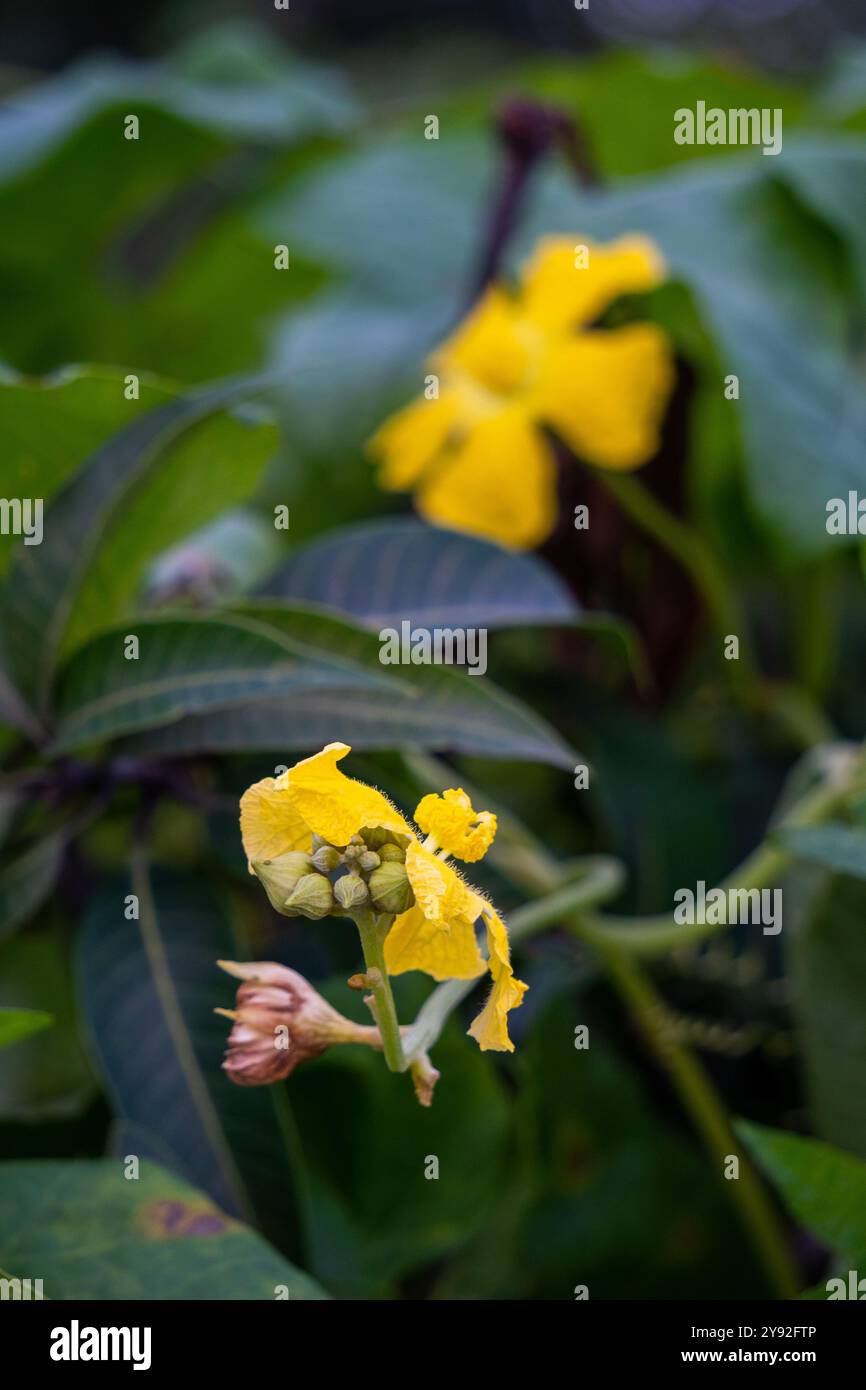 Vite Luffa (Turai) con fiori gialli brillanti che crescono in un giardino biologico indiano. Luffa appartiene alla famiglia delle Cucurbitaceae, imparentata con le zucche, squ Foto Stock