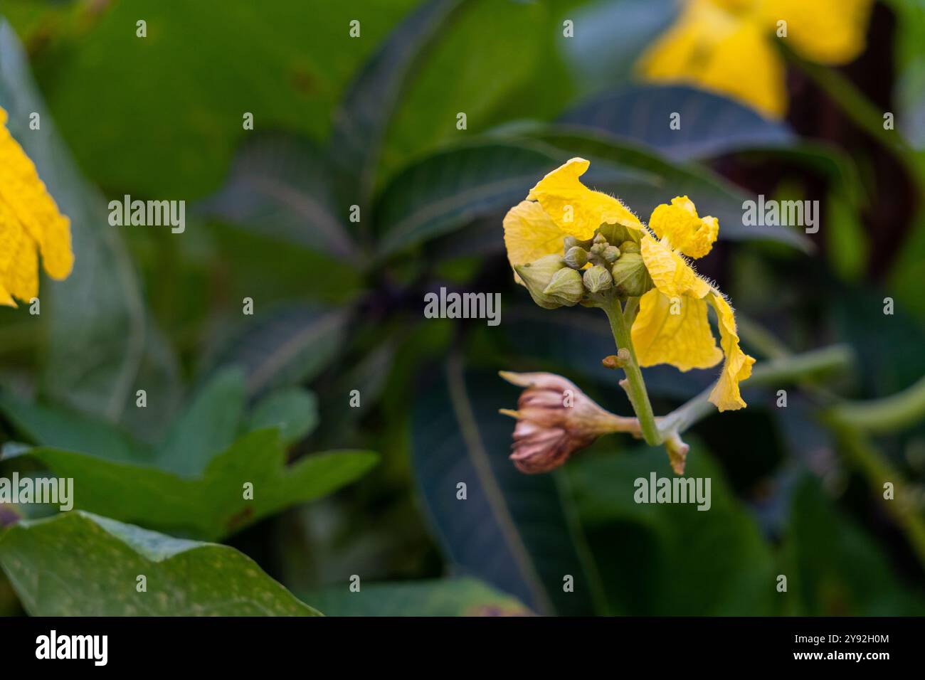 Vite Luffa (Turai) con fiori gialli brillanti che crescono in un giardino biologico indiano. Luffa appartiene alla famiglia delle Cucurbitaceae, imparentata con le zucche, squ Foto Stock