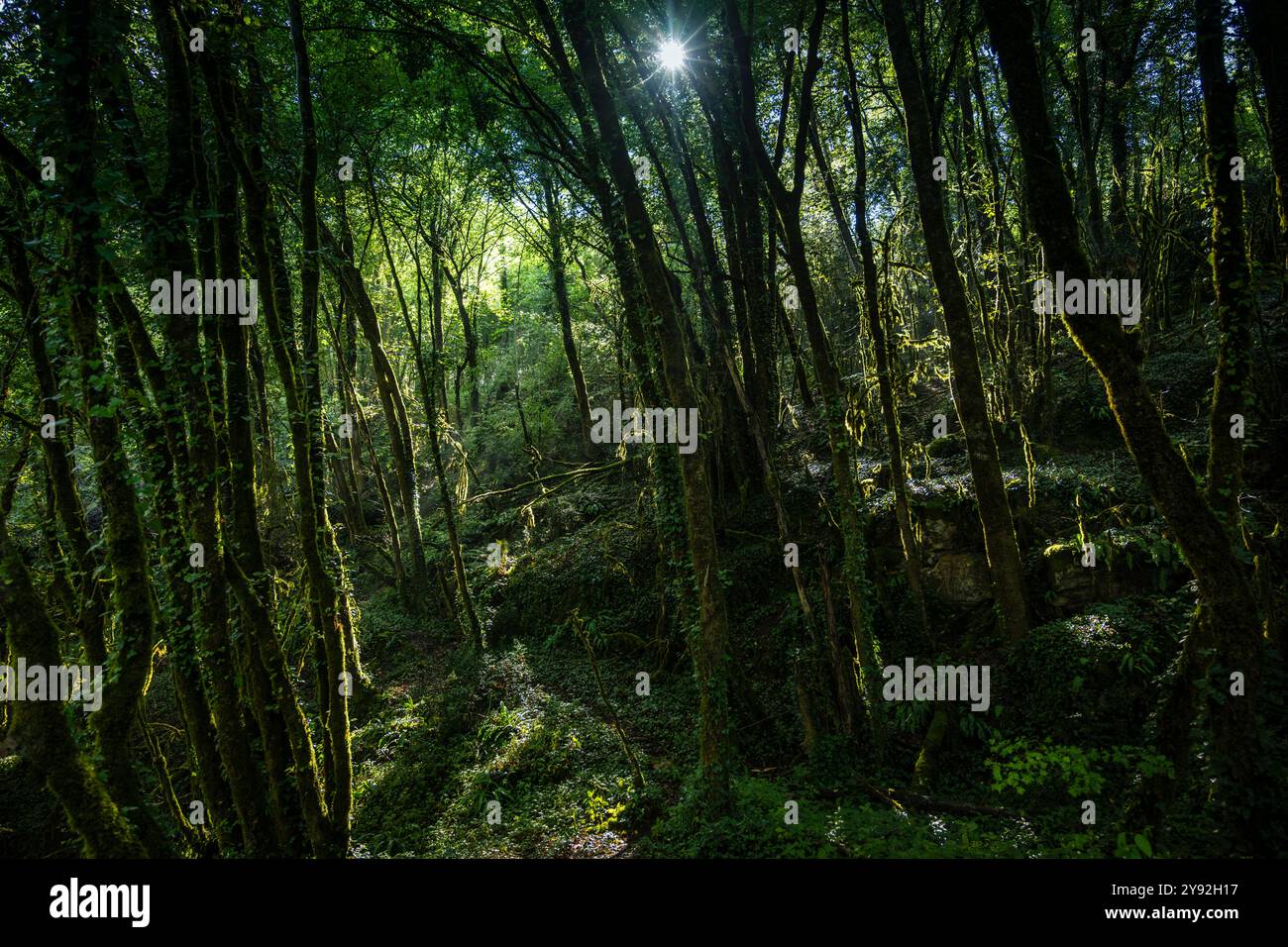 Suggestivo bosco a lato della pista ciclabile Sarlat Voie verte da Sarlat a Cazoulès , Francia. Foto Stock