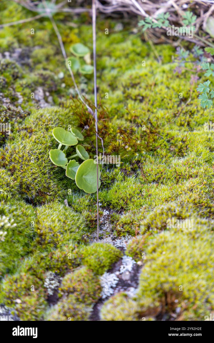 Una piccola pianta verde cresce in un pezzo di muschio. Il muschio è verde e marrone e la pianta è circondata da esso. L'immagine ha un calmino pacifico Foto Stock