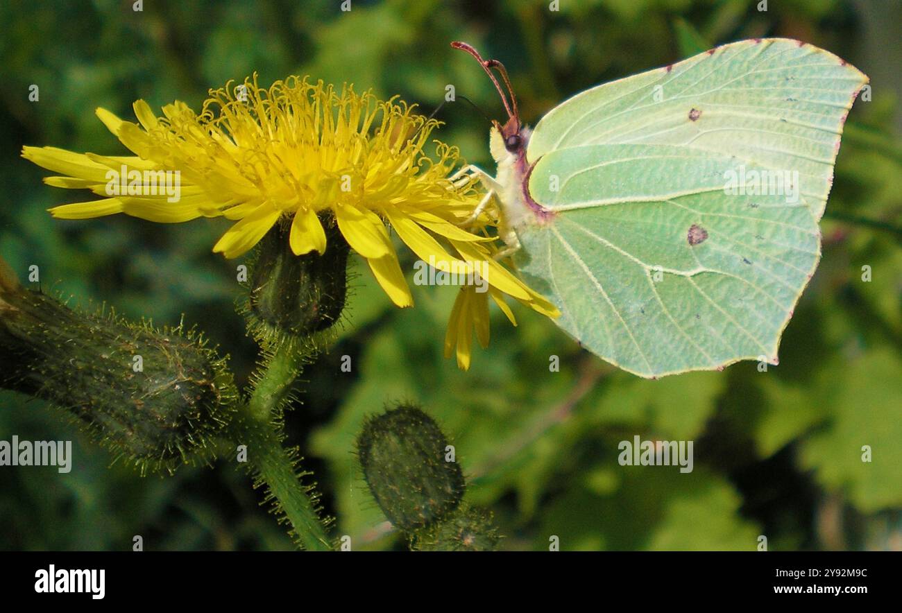 Farfalla e dente di leone. Gonepteryx rhamni, comunemente chiamata la pietra miliare comune, è una farfalla della famiglia Pieridae. Foto Stock