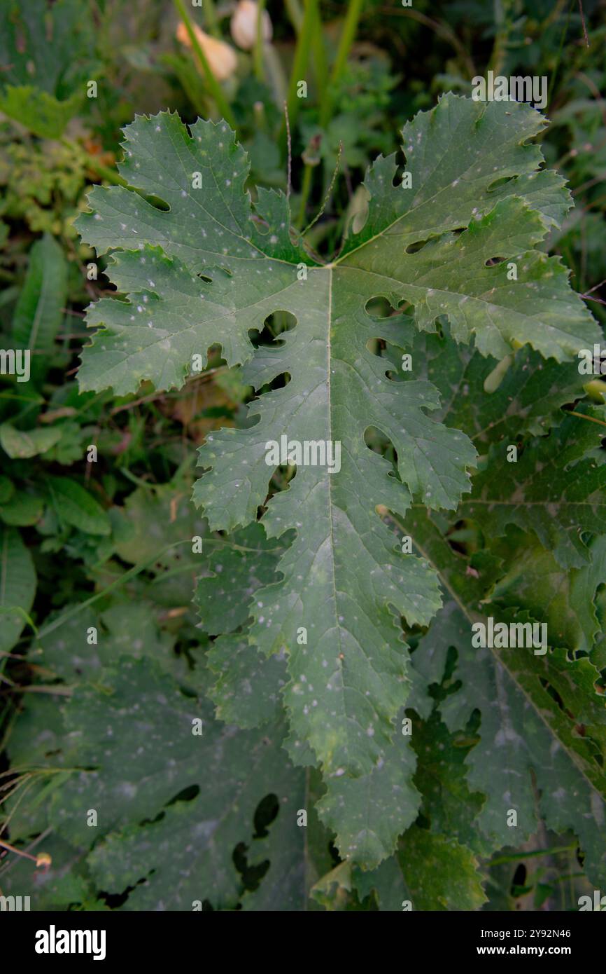 Foglia verde di una pianta di zucchine nel giardino, primo piano di muffa polverosa Foto Stock