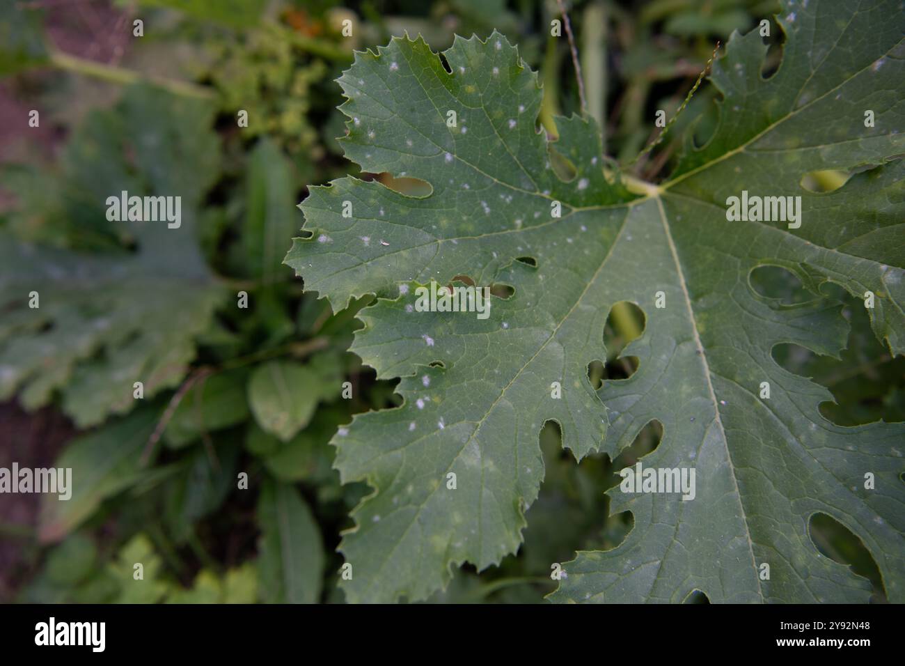 Foglia verde di una pianta di zucchine nel giardino, primo piano di muffa polverosa Foto Stock