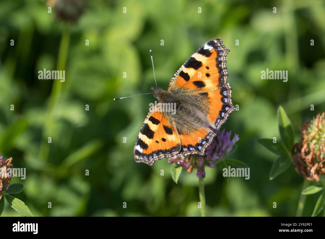 Kleiner Fuchs, Blütenbesuch an Rotklee, Klee, Aglais orticae, Nymphalis orticae, piccola tartaruga, la Petite Tortue, Vanesse de l'ortie Foto Stock