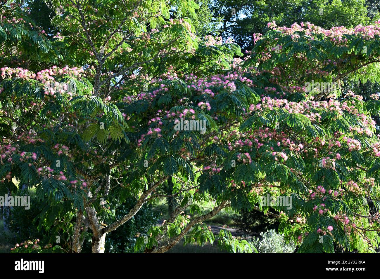Silk Tree persiano con i suoi caratteristici fiori rosa Foto Stock
