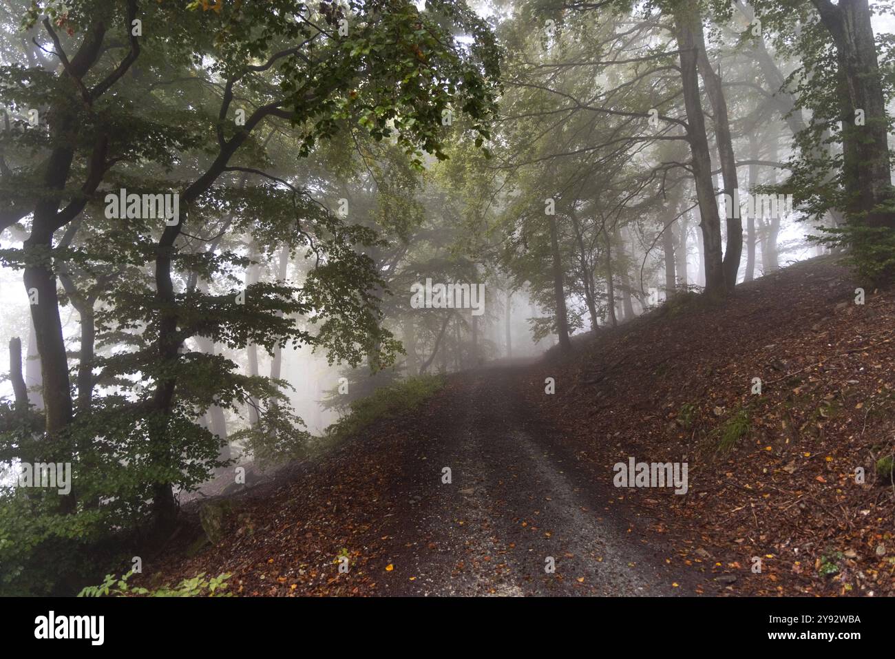 Trübes Herbstwetter Der Wald an der Altenhöfe im Taunus liegt in dichtem Nebel., Oberursel Hessen Deutschland *** Nuvoloso clima autunnale la foresta del Altenhöfe nel Taunus si trova nella fitta nebbia , Oberursel Hessen Germania Foto Stock