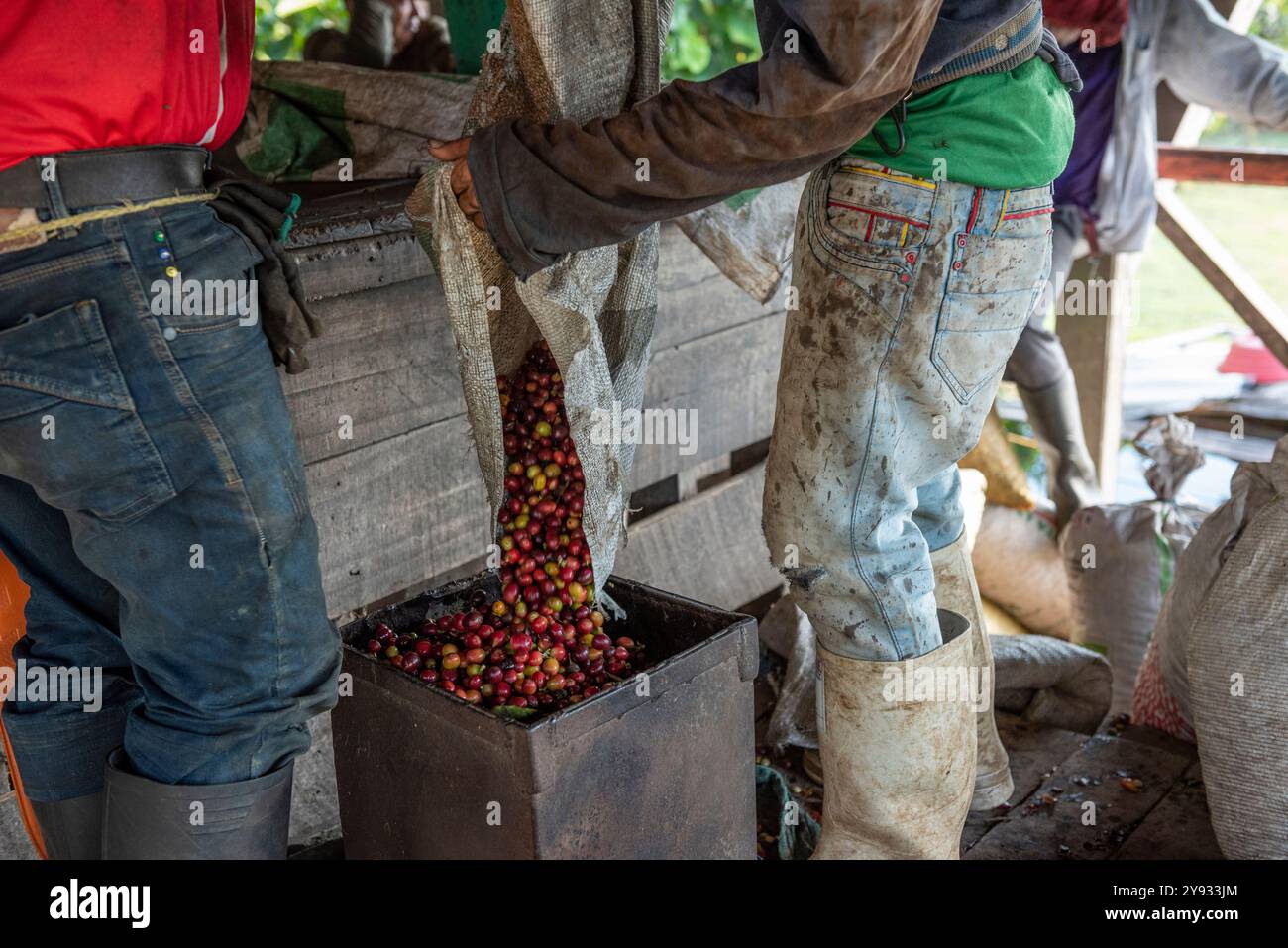 Raccoglitrice di caffè che consegna il raccolto della giornata per la pesatura presso l'azienda agricola di Manizales, Colombia - foto stock Foto Stock