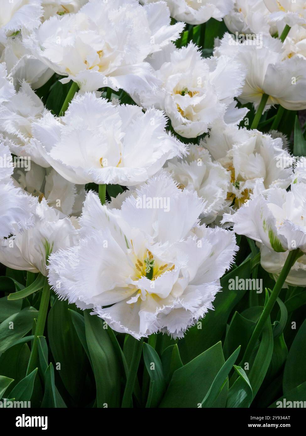 Primo piano di petali di tulipani "White Magic" Foto Stock