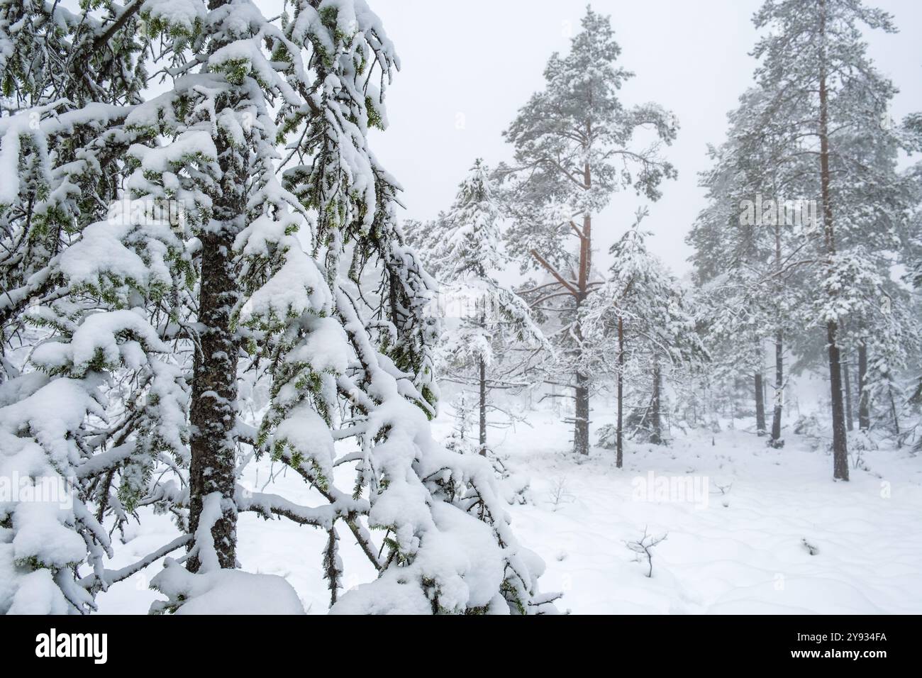 Foresta invernale con rami innevati di abete rosso in una foresta Foto Stock