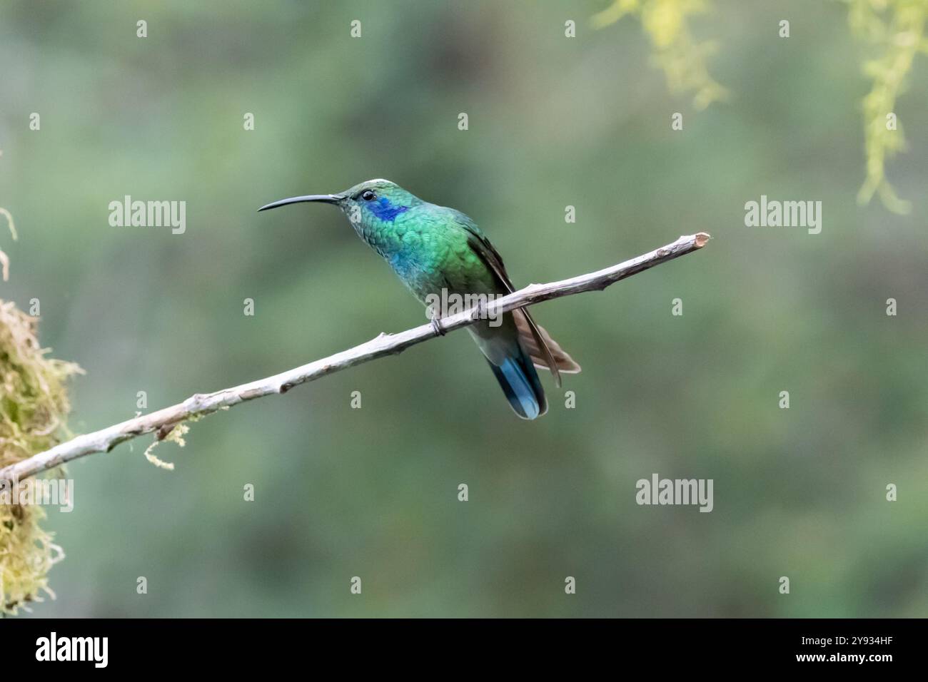 Colibrì verde (Colibri thalassinus cabanidis) che riposa in Costa Rica Foto Stock