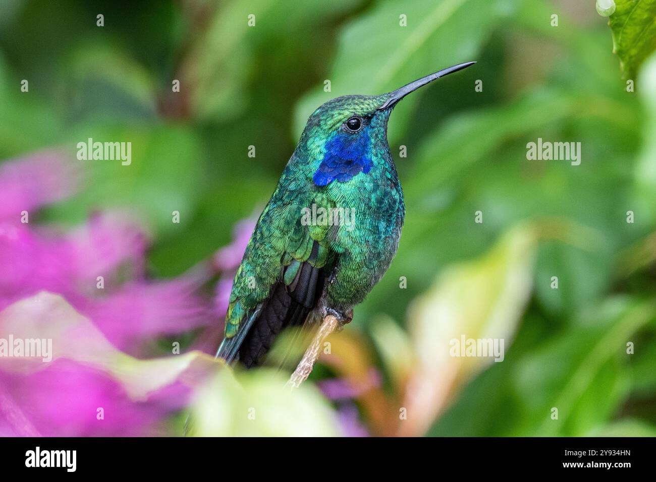 Colibrì verde (Colibri thalassinus cabanidis) che riposa in Costa Rica Foto Stock