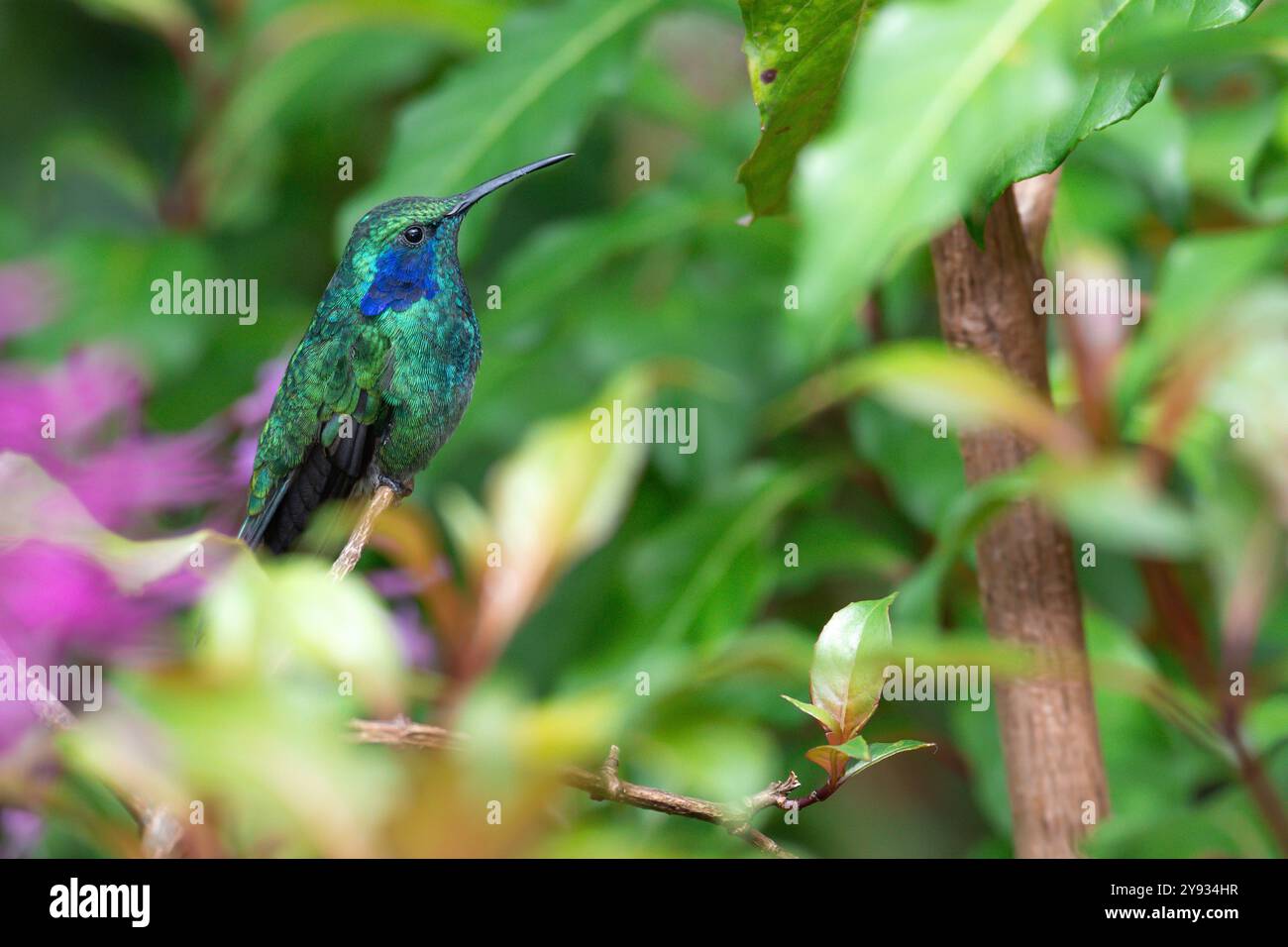 Colibrì verde (Colibri thalassinus cabanidis) che riposa in Costa Rica Foto Stock
