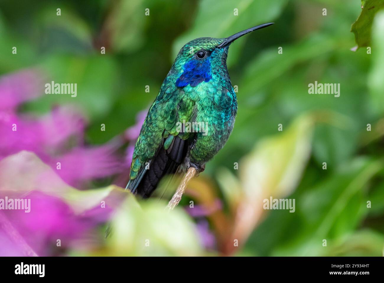 Colibrì verde (Colibri thalassinus cabanidis) che riposa in Costa Rica Foto Stock