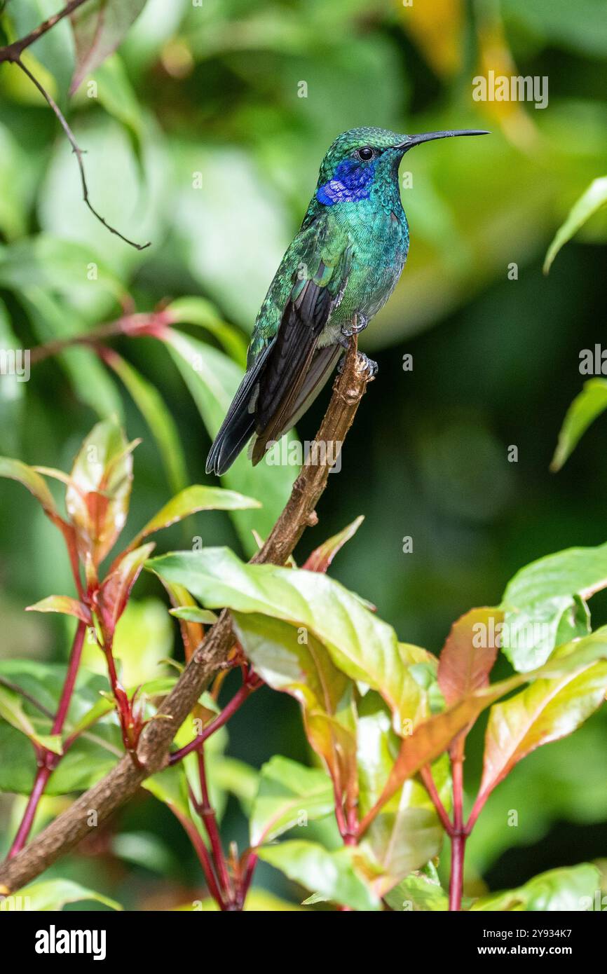 Colibrì verde (Colibri thalassinus cabanidis) che riposa in Costa Rica Foto Stock